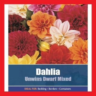 45 x Dahlia Unwins Dwarf Mixed Garden Flower Plant Seeds