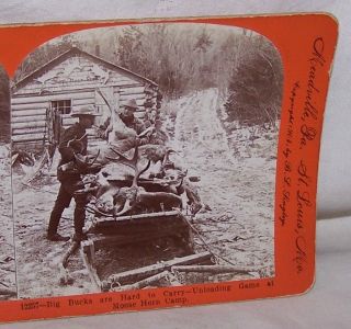 ANTIQUE 1903 STEREOVIEW KEYSTONE VIEW CO MOOSE HORN CAMP ANTLERS GAME 