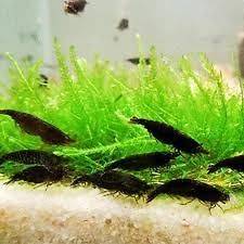 10 Chocolate Shrimp Freshwater Neocardina shrimp male and 