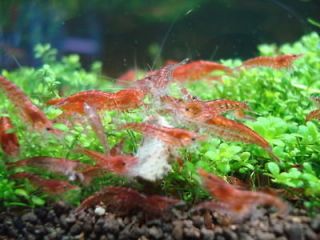 shrimp in Crabs, Snails & Algae Eaters