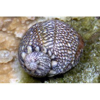 25 Nerite Snails   Live Algae Eating Cleaner Snails   Algae/Diatoms