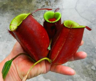 Nepenthes Ampullaria Red with Green Lips seeds 1 Pod, GIANT SIZE 