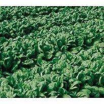   LONG STANDING, HEIRLOOM, ORGANIC 25+ SEEDS, GREAT FOR SALADS