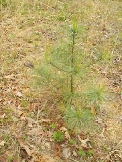 Spring Sale ! ( 100 ) Eastern white pine starter seedlings 4 12 inches 