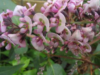 Chinese Purple Wisteria sinesis Grown from Cuttings Live Plant Vine 