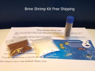 Brine Shrimp Live Hatching Kit Over 1000 Eggs