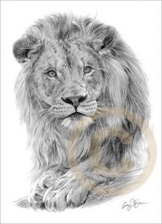 AFRICAN LION Art Pencil Drawing Print A4 signed Ltd Edition artwork