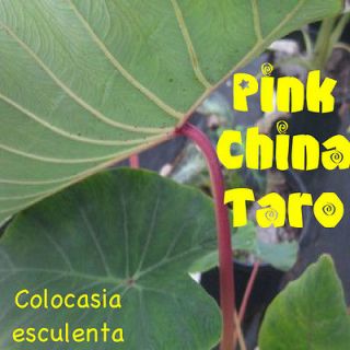  TARO Colocasia esculenta MOST COLD HARDY ELEPHANT EAR Live sm Plant