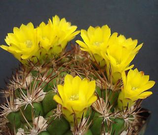   lanata @J@ rare flowering cactus flower cacticollector seed 50 SEEDS
