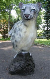 Snow leopard shoulder pedestal mount reproduction taxidermy REPLICA