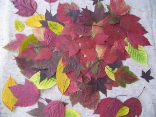 Fall Leaf Wedding Invitations USE REAL Pressed Leaves