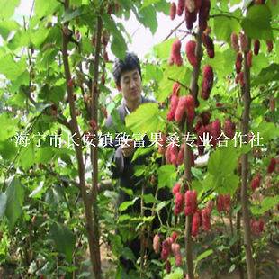 mulberry plant in Flowers, Trees & Plants
