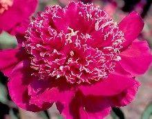 peony in Flower Plants & Seedlings