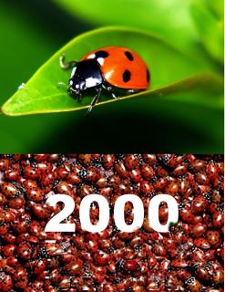 2000 LIVE LADYBUGS $17.00 WITH FAST  IN STOCK READY TO 