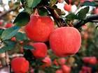   Apple Seeds, Big Red Fuji Apple Seeds, Malus Domestica Fruit Seeds