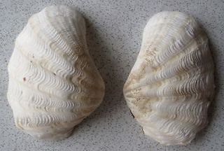   GIGAS 100 mm, 4 Shell BEAUTIFUL LIGHT YELLOW GIFT GIANT CLAM SHELL