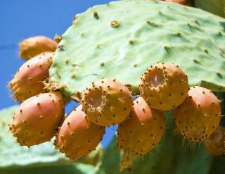   FRUIT nopalina nopalea exotic edible cactus sweet juice 20 SEEDS