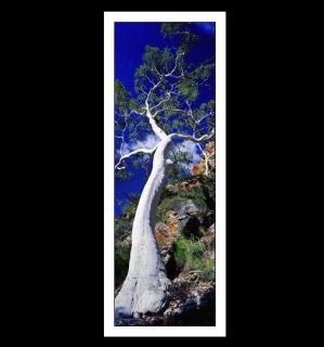 GHOST GUM by PETER LIK   Xmas Offer  on all additional 