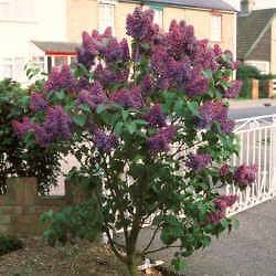 Purple Lilac Bushes Free Ship Smells Good