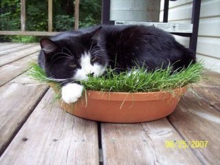  Grass Seeds ★Rye★ Bulk Digestive Aid ★ Feline ★ 1 lb. Seeds