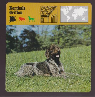 KORTHALS GRIFFON Dog Breed Wirehaired pointer 1975 1980 SAFARI ANIMAL 
