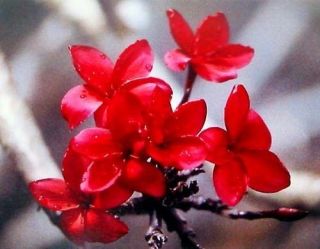 HAWAIIAN RED PLUMERIA PLANT CUTTING ~ GROW HAWAII