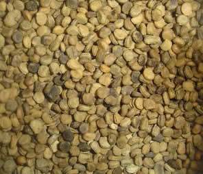   ginseng seeds, Stratified 120 seeds. Ready to plant and grow now