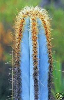 Pilosocereus purpureus EXOTIC BLUE COLOR aloe rare cacti cactus seed 