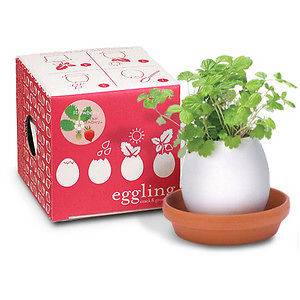 Eggling Grow Plant Hand Made Egg Hatches Plant
