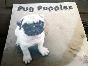 Pug Puppies 2013 Wall Calendar  16 Month Calendar   Brand New