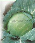 Rare Fresh RUSSIAN HEIRLOOM Organic White Cabbage Lanhedeker Seeds 