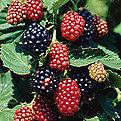 blackberry plants in Vegetables & Fruits