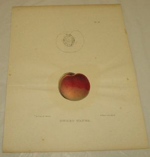 1851 PEACH of New York COLOR Print/SWEET WATER