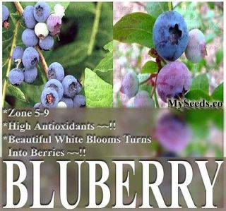 BULK HIGHBUSH Blueberry Plant Seeds BULK SEEDS ornamental edible x 6 