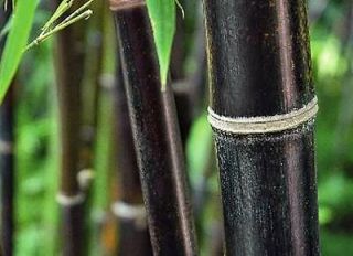 black bamboo in Flowers, Trees & Plants