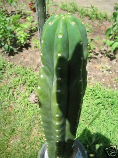 20 TRICHOCEREUS PACHANOI San Pedro cactus seeds