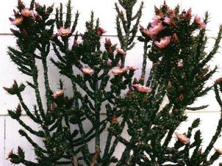 HARDY ~RARE~ PINK OPUNTIA KLEINIA PENCIL CHOLLA Cactus Plant