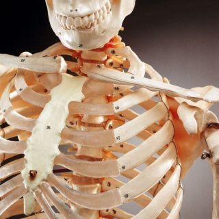 Life Size Human Bucky Skeleton Numbered Bones Model