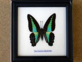 framed butterflies in Butterflies & Moths