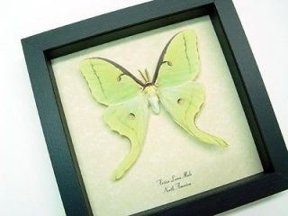 luna moth in Collectibles