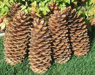 Newly listed Bakers Dozen Joys Golden Oregon Mt. Sugar Pine Cones 