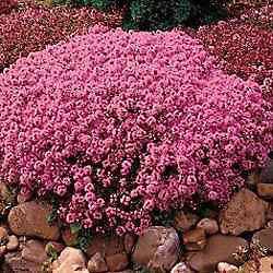 Creeping Thyme Herb Seeds*Awesome Perennial Groundcover