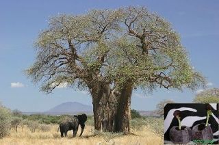   DIGITATA * AFRICAN BAOBAB TREE * AFRICAN GIANT * INDOOR BONSAI*PLANT