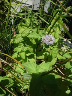   AROMATIC MEDICINAL Herb AQUATIC MINT BOG POND PLANT 25 Seeds Plus Free
