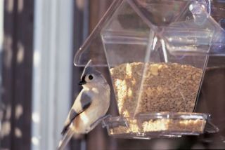 window bird feeders in Seed Feeders