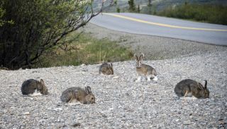   Rabbit Distress Lure Calling Cd Coyote.Fox,Cats Predator Hunting Call