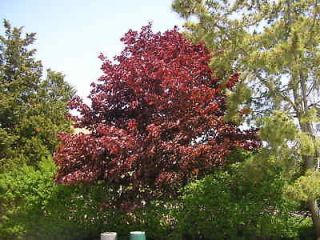 AUTUMN BLAZE MAPLE     2 3 FT     ORDER NOW FOR FALL    SHADE 