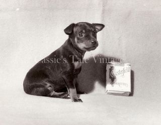    Tiny Doberman Pinscher Puppy w. Pack of Chesterfield Cigarettes