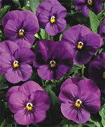 BULK Penny ORCHID PANSY 200 Seeds   Heat Tolerant