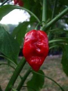 6oz or 20+ Fresh Ghost Chili Pepper Bhut Jolokia Pods 